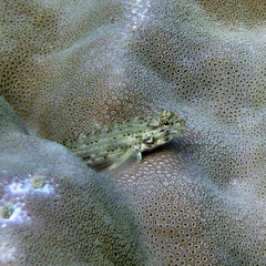 Istigobius