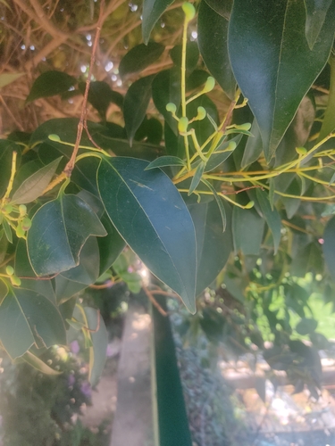 tree privet