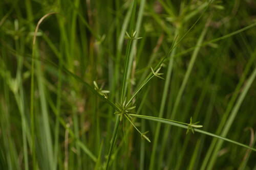 Cyperus trinervis