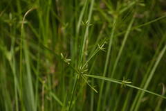 Cyperus trinervis