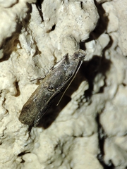 Acrobasis obliqua