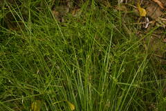 Cyperus trinervis