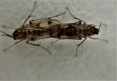 Anomalomyia guttata