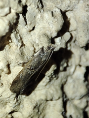 Acrobasis obliqua