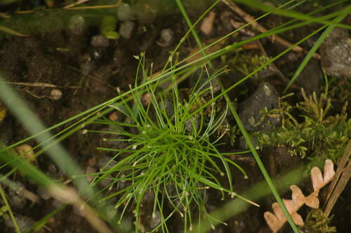 Eleocharis exigua