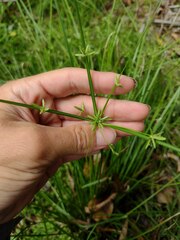 Cyperus trinervis