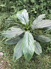 Paraphlomis javanica