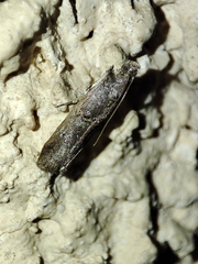 Acrobasis obliqua