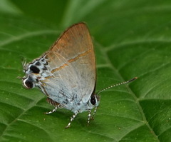 Hypolycaena merguia