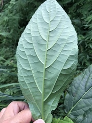 Paraphlomis javanica