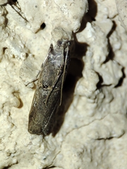 Acrobasis obliqua
