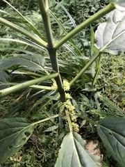 Paraphlomis javanica