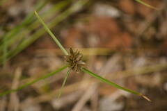 Cyperus sanguinolentus