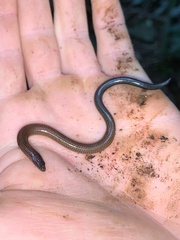 Ophioscincus truncatus