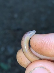 Ophioscincus truncatus