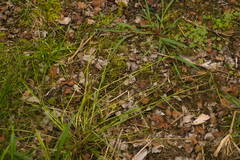 Cyperus sanguinolentus