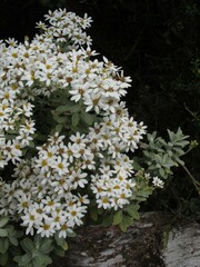 Olearia moschata