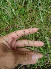 Digitaria eriostachya