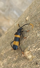 Zonopterus consanguineus