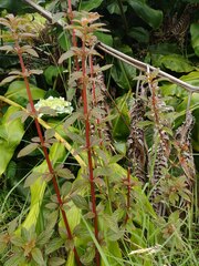 Heterocentron subtriplinervium