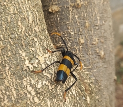 Zonopterus consanguineus