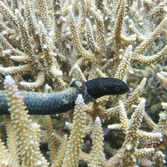 Egg-Eating Sea Snake photo 2