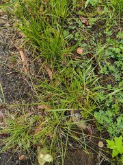 Cyperus sanguinolentus