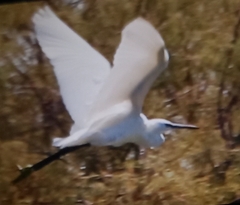 Egretta garzetta
