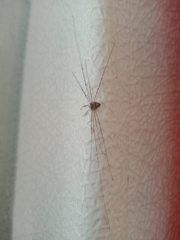 Dicranopalpinae