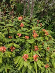 Hedychium greenii