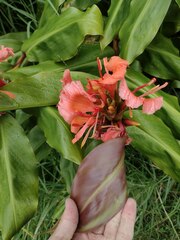 Hedychium greenii