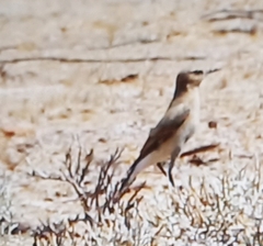 Oenanthe isabellina