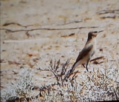 Oenanthe isabellina