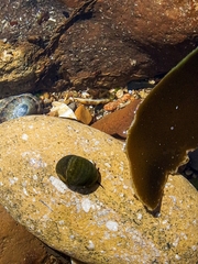 Littorina obtusata