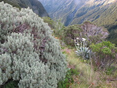 Olearia moschata