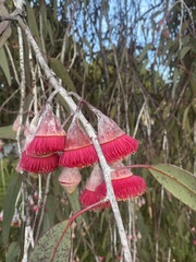 Eucalyptus caesia