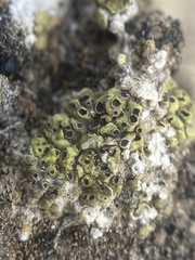 Acarospora schleicheri