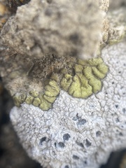 Acarospora schleicheri