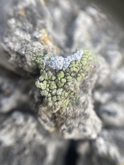 Acarospora schleicheri