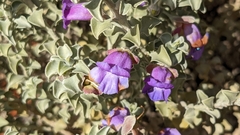 Eremophila rotundifolia