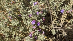 Eremophila rotundifolia