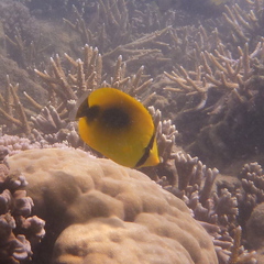 Chaetodon
