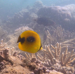 Chaetodon