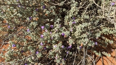 Eremophila rotundifolia
