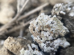 Squamarina lentigera