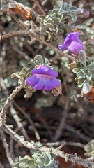 Eremophila rotundifolia