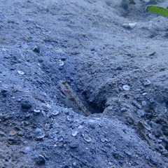 Vanderhorstia ornatissima