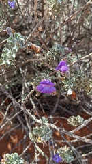 Eremophila rotundifolia