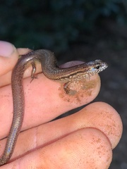 Calyptotis lepidorostrum