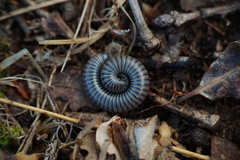 Acanthoiulus fuscipes